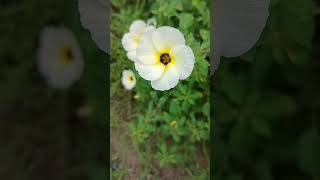 Turnera subulata is a flowering subshrub in the passion flower family Passifloraceae [upl. by Yra]