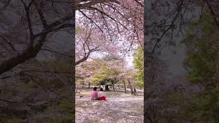 Cherry Blossoms 🌸 Nara park in Japan 🇯🇵❤️ japan cherryblossom japanesepeople tokyo narapark [upl. by Lyrad]