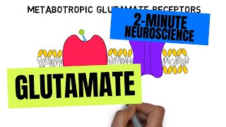 2Minute Neuroscience Glutamate [upl. by Derick]