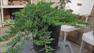 How to make bonsai out of nursery stock for under 30  Juniper Bonsai [upl. by Kaplan]