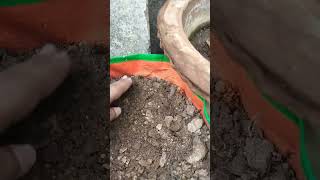 Beans kaise ugaye plants clusterbean compost compostmagic homecomposting farming seeds 🫛🌳 [upl. by Liebermann646]