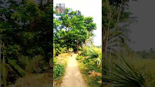 গ্রাম বাংলার অপরুপ সৌন্দর্য। shortvideo vairalshort video vairalvideo nature villagelife [upl. by Saxe47]