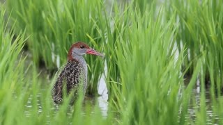 屏東縣的灰胸紋秧雞（20150706） [upl. by Sophey]