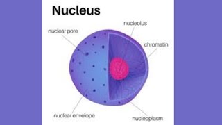 Nucleus Class 9th  Chapter 04 In Hindi and urdu [upl. by Sheela]