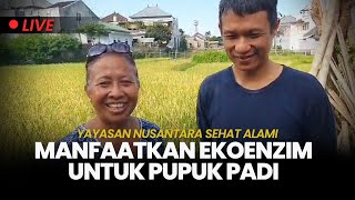 🔴Yayasan Nusantara Sehat Alami Manfaatkan Ekoenzim Untuk Pupuk Padi [upl. by Kwon]