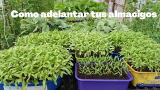 Cómo adelantar almácigos  sacar temprano plantas de aji y tomate [upl. by Roel]