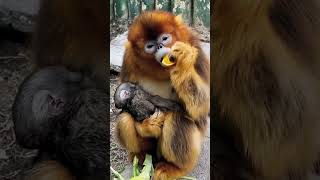 The Beautiful Golden Monkey Life Eps 3 [upl. by Rodenhouse927]