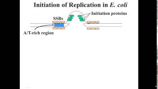 E coli Replication Initiation [upl. by Anipsed446]