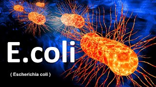 E coli  Escherichia coli   e coli bacteria in hindi  e coli microbiology [upl. by Karie]