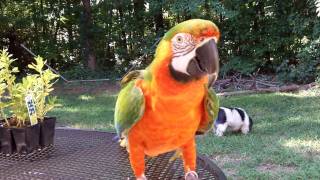 Tigger enjoying being outside with the dogs for a bit [upl. by Rick]