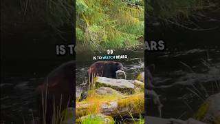 A Tour of Ketchikan Alaska alaskacruise alaska travelvlog bears wildlife [upl. by Nyleikcaj]