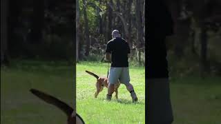 Obedience work with Temper Belgian malinois lgk9 belgianmalinois k9handler dogtraining [upl. by Sabba809]