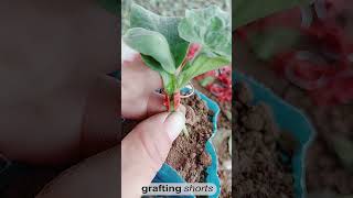 Grafting technology  grafting shorts [upl. by Ahsitra]