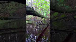 Exploring the New Jersey Pine Barrens nature optoutside forest [upl. by Ateval]