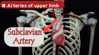 Subclavian Artery Anatomy  Origin and Branches  Upper limb Arteries  Doctor Speedy [upl. by Bremen]