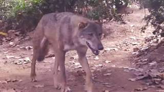 Iberian Wolf  Lobo Iberico Zoo Barcelona Beautiful [upl. by Nivets]