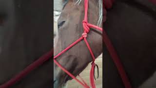 Horse tail full of Burdock horse equinelearning [upl. by Sirahc]