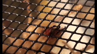 Crazy Camel Spider Trying to Bite Through Cage Solifugae Video [upl. by Elysee]