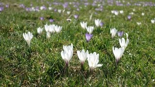 Heuberg Euzenautal Krokusblüte 2017 [upl. by Audres477]