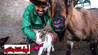 لون جديد من الماعز القزم في المزرعة🐐 استحمام الكلب بيمبو🐕 [upl. by Lillian]