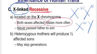 Human Inheritance Patterns [upl. by Frida294]