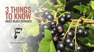 Three things to know about blackcurrants [upl. by Boyse]