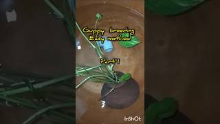 Guppy fish breeding Easy method Guppy breeding shorts🥰🥰 [upl. by Milone26]