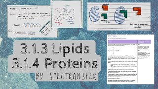 EASY REVISION AQA Alevel Biology 313 Lipids amp Proteins by SpecTransfer [upl. by Hilly]