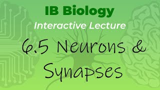 IB Biology 65  Neurons amp Synapses  Interactive Lecture [upl. by Alistair503]