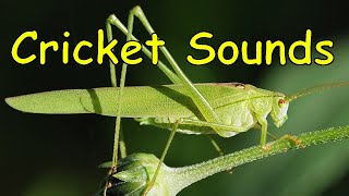 Cricket Sounds 3 different sounds [upl. by Dorwin]