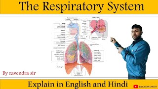 respiratory system anatomy amp physiology in HindiOrgan structure functions disorder of respiration [upl. by Pierre]