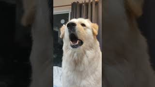 เสียงเห่าหมา โกลเด้นแซมมี่ Golden sammy Dog barking pets goldenretriever หมาเห่า [upl. by Stedmann]