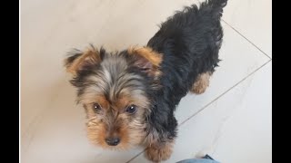 Yorkshire Terrier Latindo  Yorkshire Terrier Barking [upl. by Jolenta]