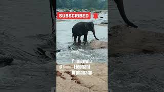 Pinnawala Elephant Orphanage [upl. by Nahtanha]