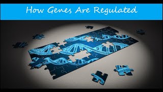 How Are Genes Regulated  Concepts of Biology  Chapter 95 English Reading Only [upl. by Eserahc968]