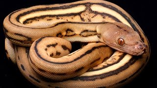 Crazy Looking Killer Constrictors  20 Minutes Underground  Episode  74 [upl. by Aihseit]