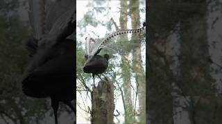 Lyrebird calling and mimicking different sound  cute birds  lyrebird YouTube 1k subscribers dash [upl. by Llehsyt]