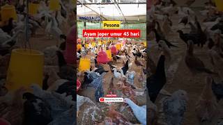 Pesona ayam joper 45 hari  chicken farm poultryfarm [upl. by Novyad319]