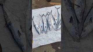 🐠🐟 Fresh Vanjaram fish auction at mallipattinam harbour shortvideo fish [upl. by Holofernes]