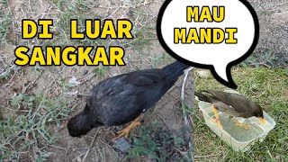 BURUNG JALAK KEBO MANDI DI LUAR SANGKAR [upl. by Kcered]