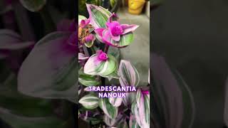 Tradescantia Nanouk in full bloom [upl. by Narruc949]