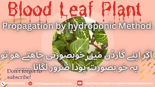 Iresin Or Blood Leaf Propagation by Hydroponic Method garden bloodleafplant viralvideo tranding [upl. by Aihpledalihp]