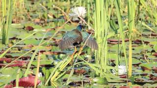 Purple Gallinule Threat Display [upl. by Ajan]