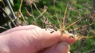 Infos aus dem Kräutergarten Fenchel  Fenchelsamen  Der Bio Koch [upl. by Taub127]