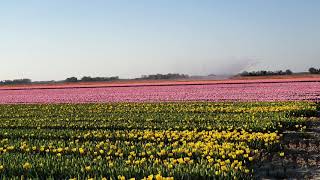 Tulpenblüte Holland [upl. by Sarene]