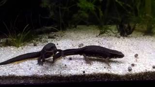 Acuarios de tritones Newt aquarium [upl. by Cart]