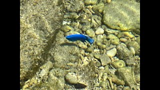 Blue Damselfish Trapped in Low Tide Pool in Okinawa  Japan [upl. by Wilder689]