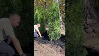 Planting Emerald Green Arborvitae Trees Part 2 of 3  landscaping planting shorts short tree [upl. by Ornstead202]