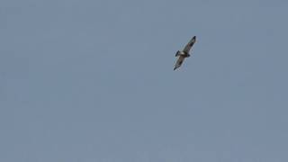 Roughlegged Hawk In Hovering Flight [upl. by Nnylhtak]