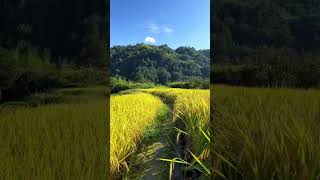 quotThe Most Peaceful Nature Video – Relax and Recharge 🌿quotforyou nature naturefilms naturalbeauty [upl. by Fredie]